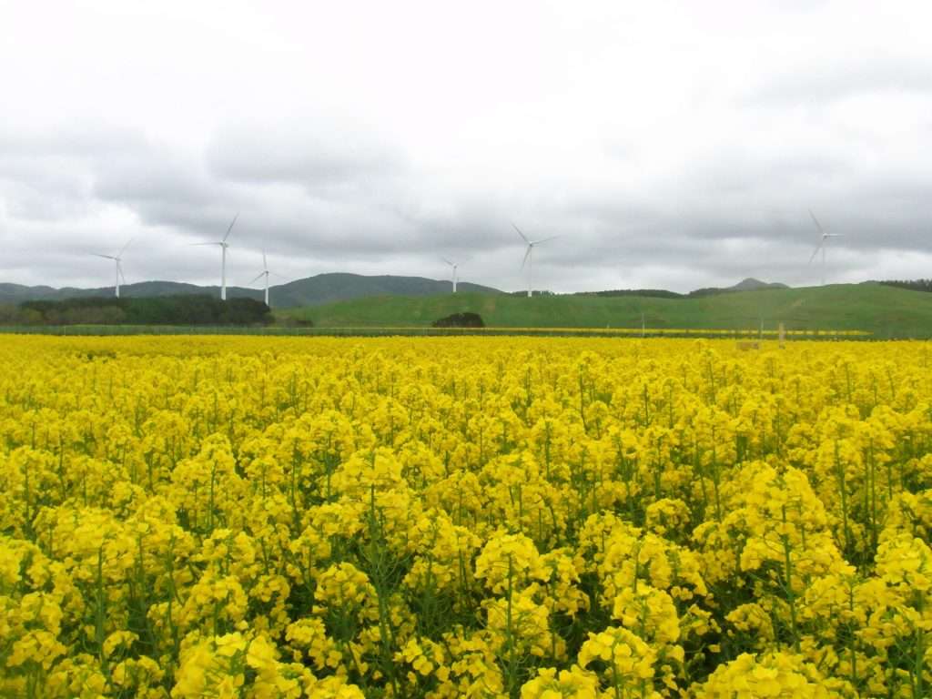 菜の花畑とユーラス大豆田ウインドファームの風車(青森県横浜町)